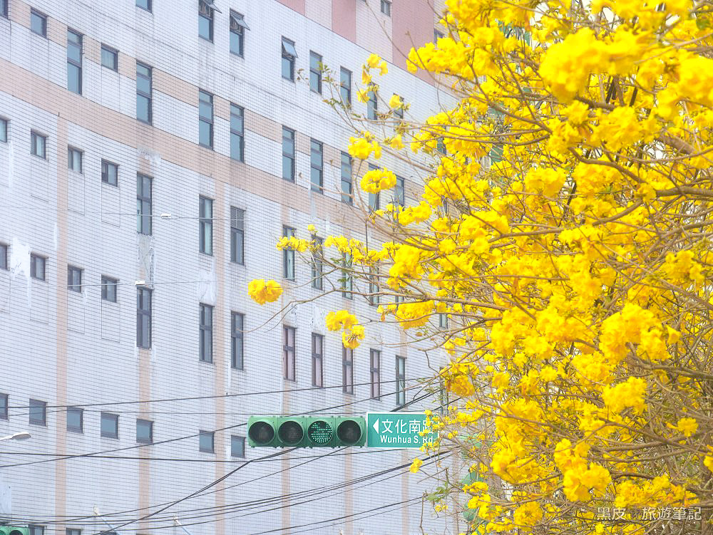 南投市黃花風鈴木。金黃花道綻放南投，蔓延整條南投大道，大庄路黃花風鈴木【南投一日遊行程】