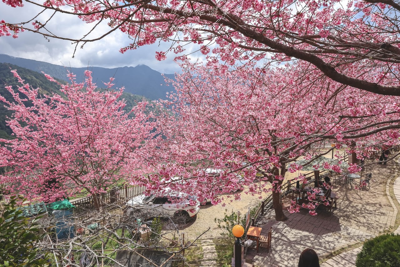 桃園景點。觀雲休憩農莊｜桃園免門票賞櫻景點，粉嫩昭和櫻夢幻盛開，喝著咖啡體驗著浪漫櫻花雨，拉拉山民宿推薦