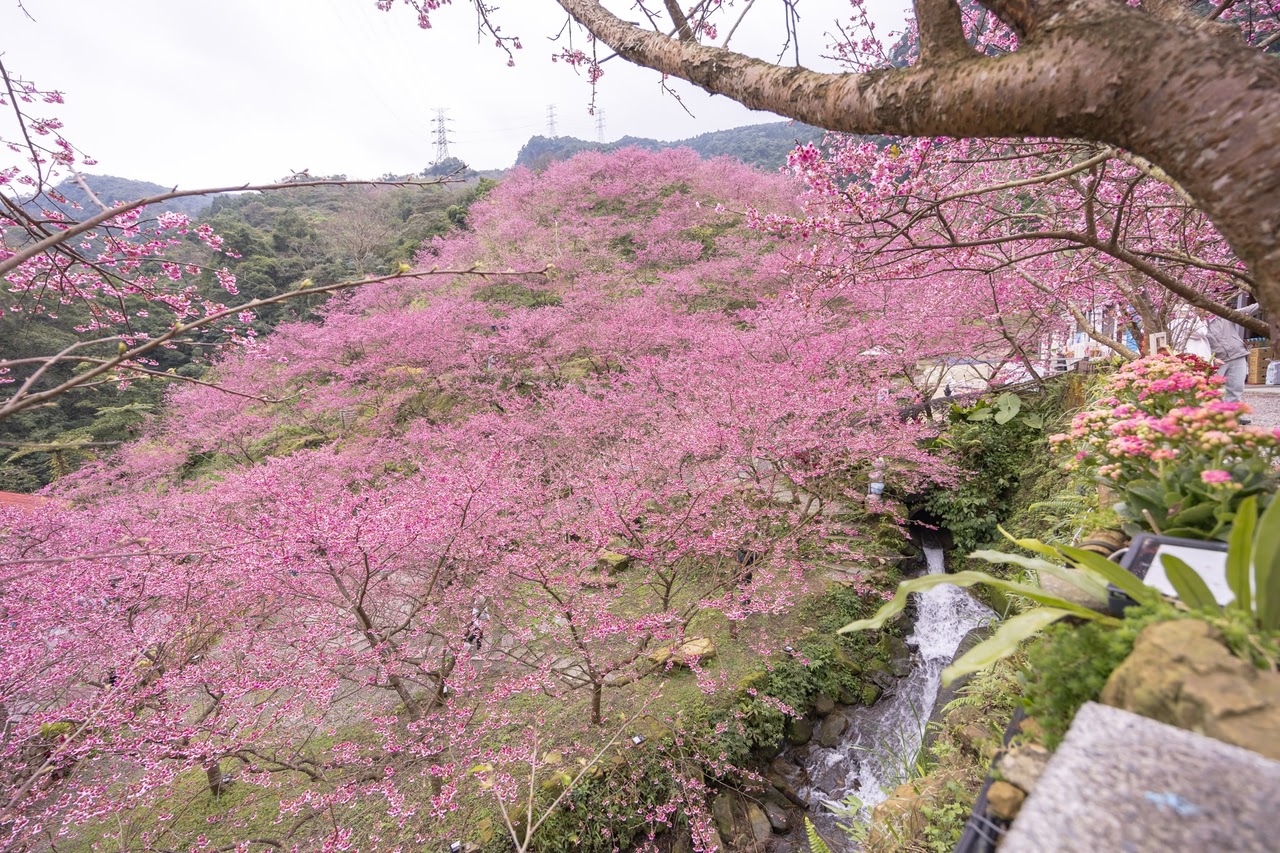 三峽景點。三峽大熊櫻花林｜4000顆櫻花齊放的櫻花隧道，在隧道中還可以細細品味浪漫的粉紅雨，賞櫻景點推薦/三峽賞櫻