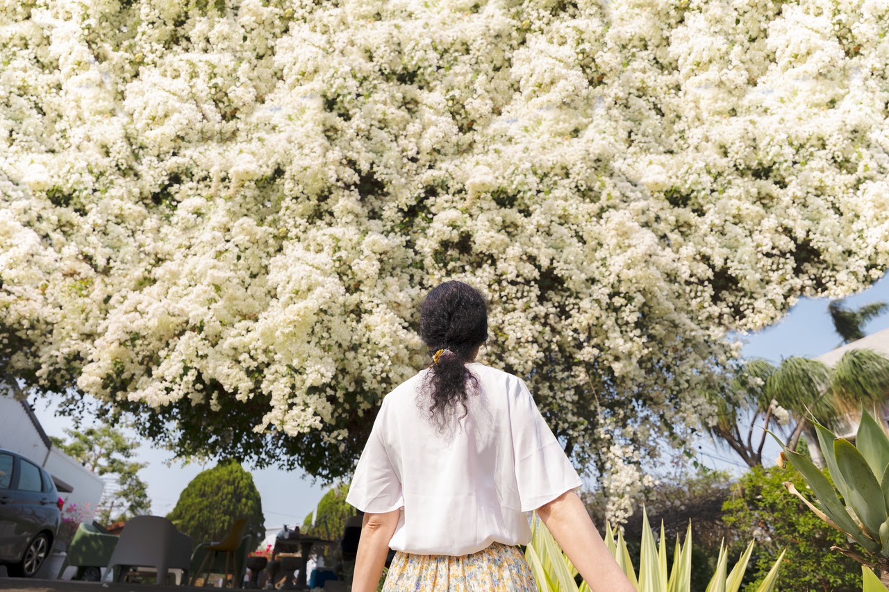 嘉義景點。嘉義水上御花園社區｜全台最大叢九重葛花樹，近50年巨大白色夢幻花瀑
