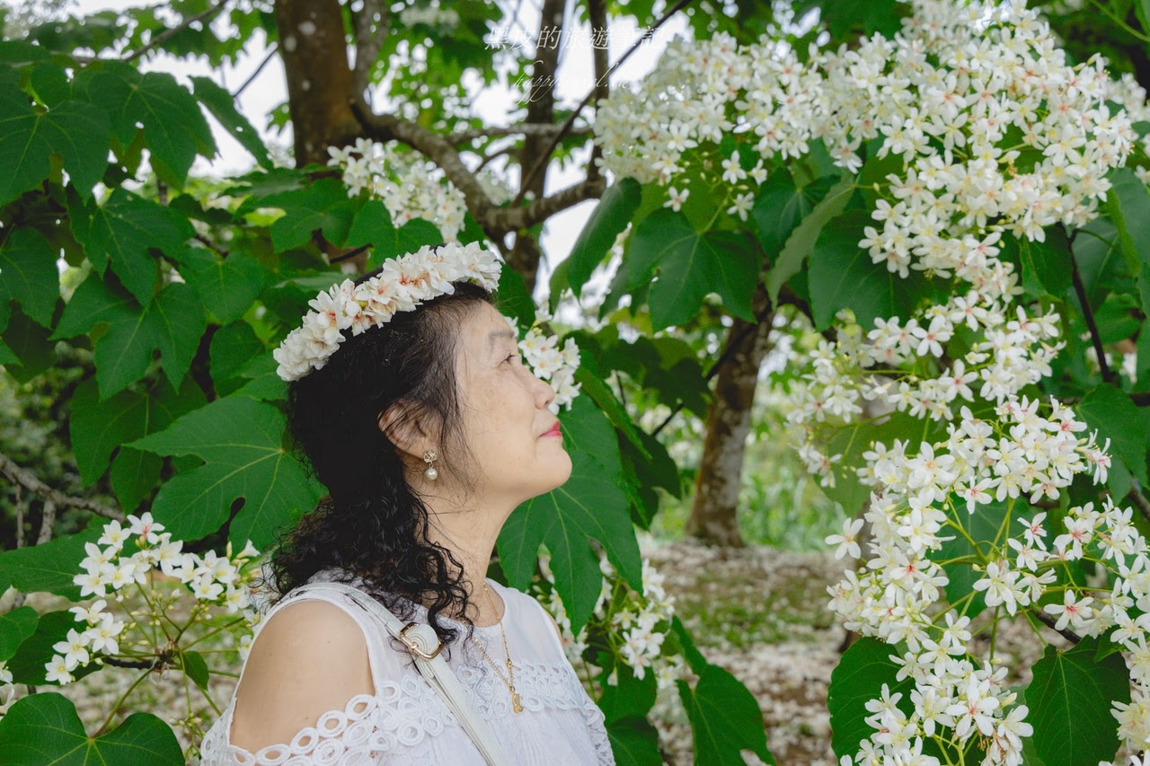 桃園龍潭景點。甘家堡生態休閒園區｜絕美油桐花私宅秘境，走在夢幻的雪白隧道真的太浪漫/油桐花景點