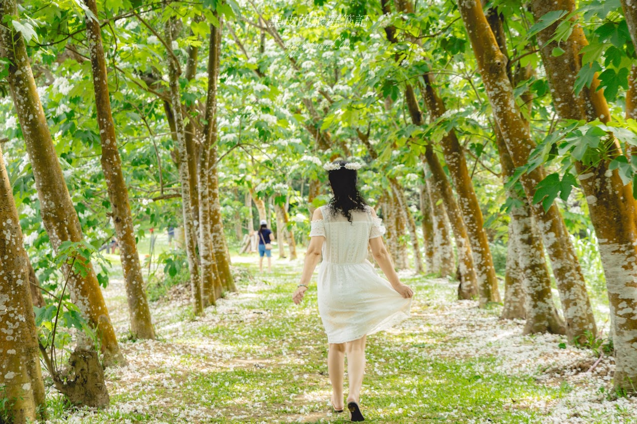 桃園龍潭景點。甘家堡生態休閒園區｜絕美油桐花私宅秘境，走在夢幻的雪白隧道真的太浪漫/油桐花景點