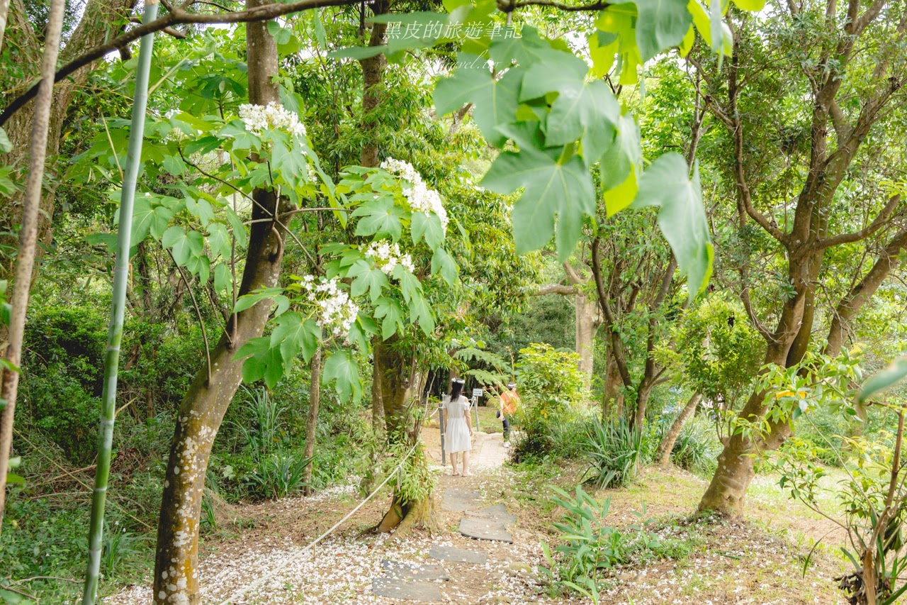 桃園龍潭景點。甘家堡生態休閒園區｜絕美油桐花私宅秘境，走在夢幻的雪白隧道真的太浪漫/油桐花景點