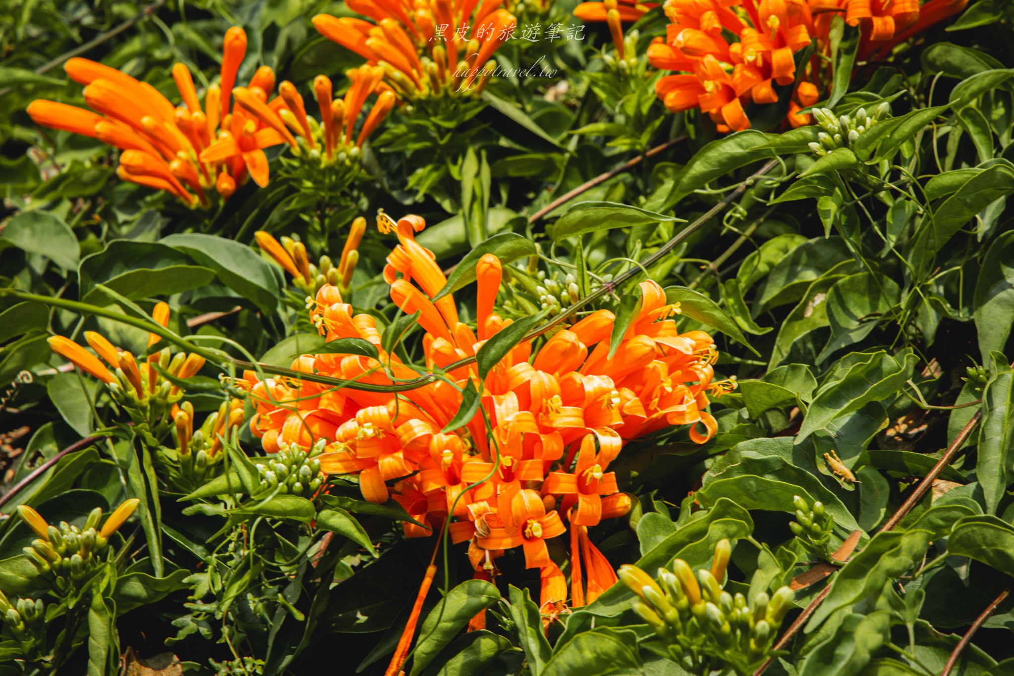 苗栗銅鑼環保公園-銅鑼炮仗花海公園|僅三百公尺的雙層炮仗花步道,二月底夢幻登場 2 苗栗銅鑼環保公園-銅鑼炮仗花海公園|僅三百公尺的雙層炮仗花步道,二月底夢幻登場