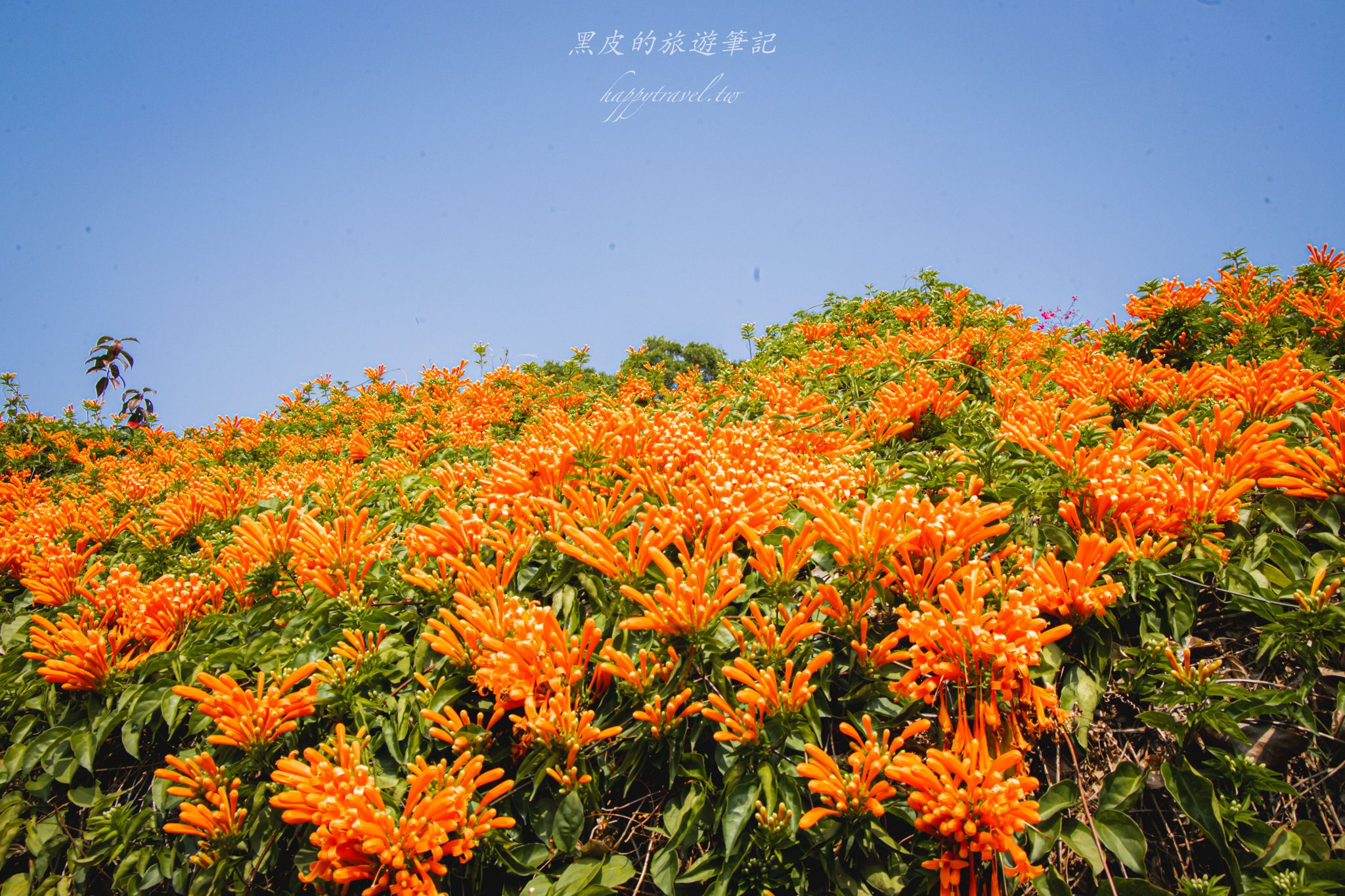 苗栗銅鑼環保公園-銅鑼炮仗花海公園|僅三百公尺的雙層炮仗花步道,二月底夢幻登場 8 苗栗銅鑼環保公園-銅鑼炮仗花海公園|僅三百公尺的雙層炮仗花步道,二月底夢幻登場
