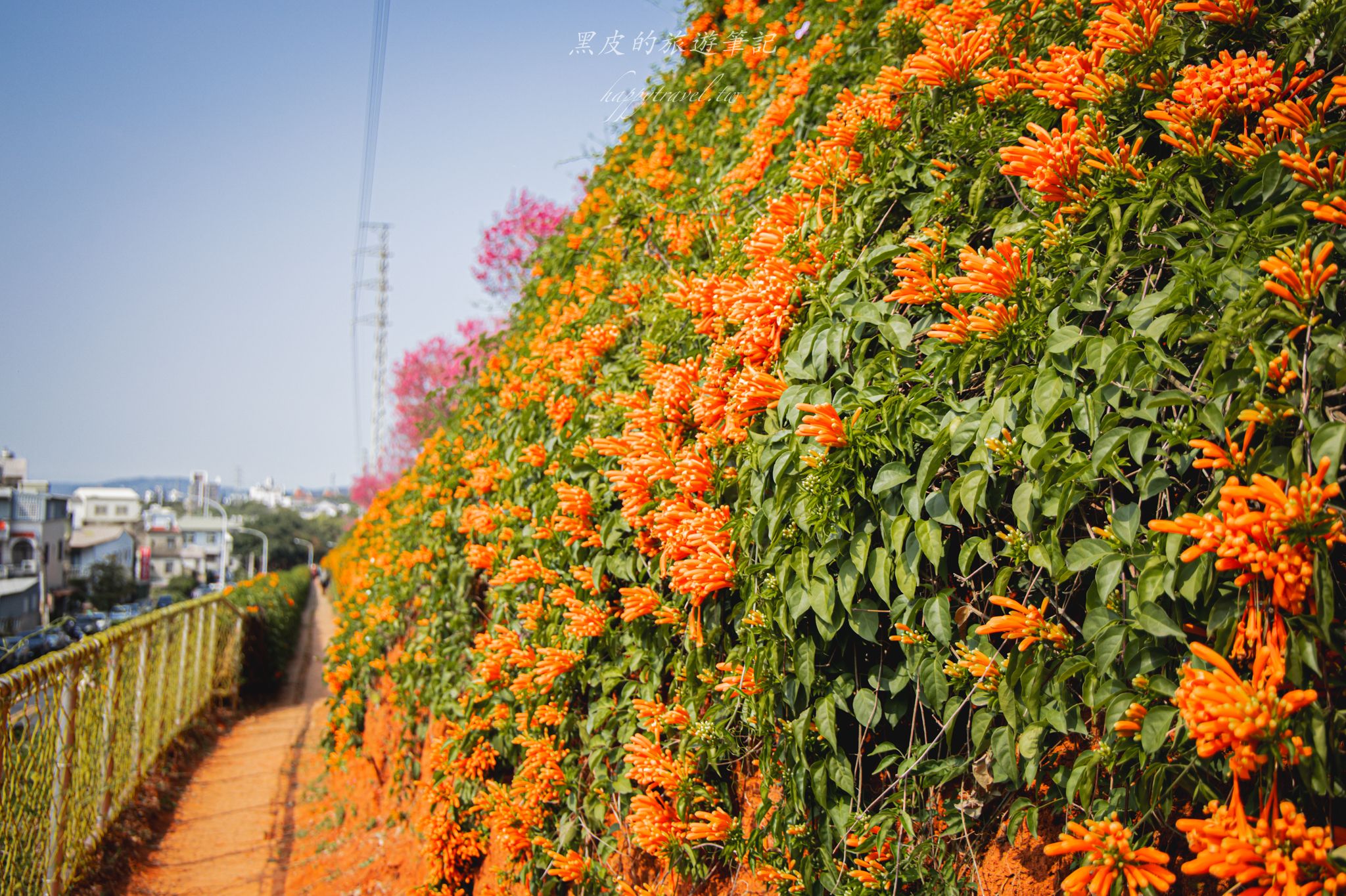 苗栗銅鑼環保公園-銅鑼炮仗花海公園|僅三百公尺的雙層炮仗花步道,二月底夢幻登場 14 苗栗銅鑼環保公園-銅鑼炮仗花海公園|僅三百公尺的雙層炮仗花步道,二月底夢幻登場