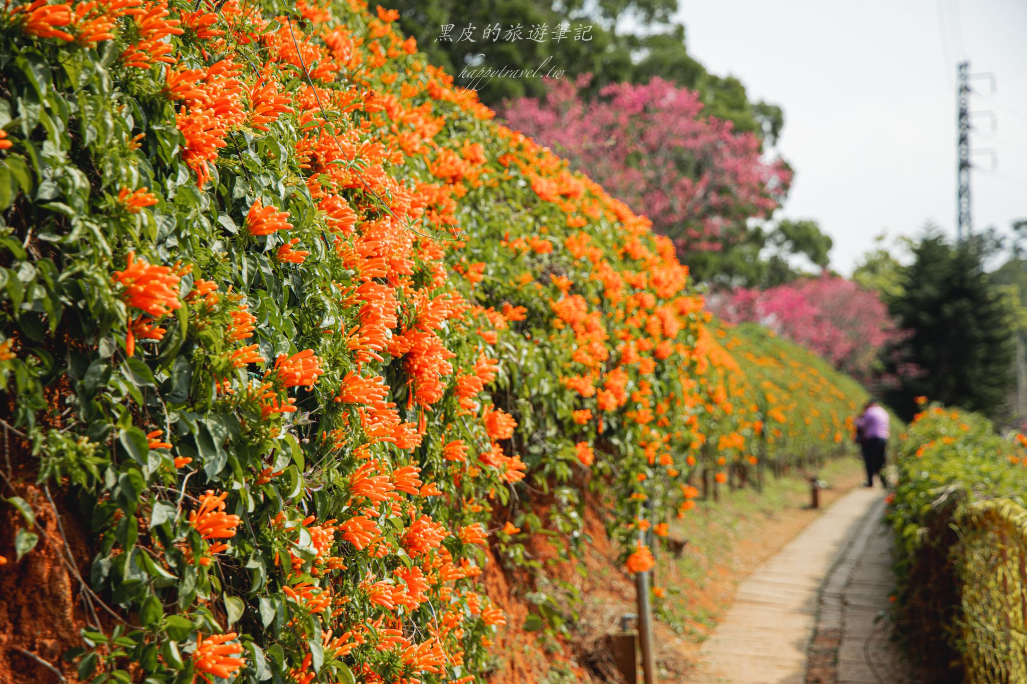 苗栗銅鑼環保公園-銅鑼炮仗花海公園|僅三百公尺的雙層炮仗花步道,二月底夢幻登場 6 苗栗銅鑼環保公園-銅鑼炮仗花海公園|僅三百公尺的雙層炮仗花步道,二月底夢幻登場