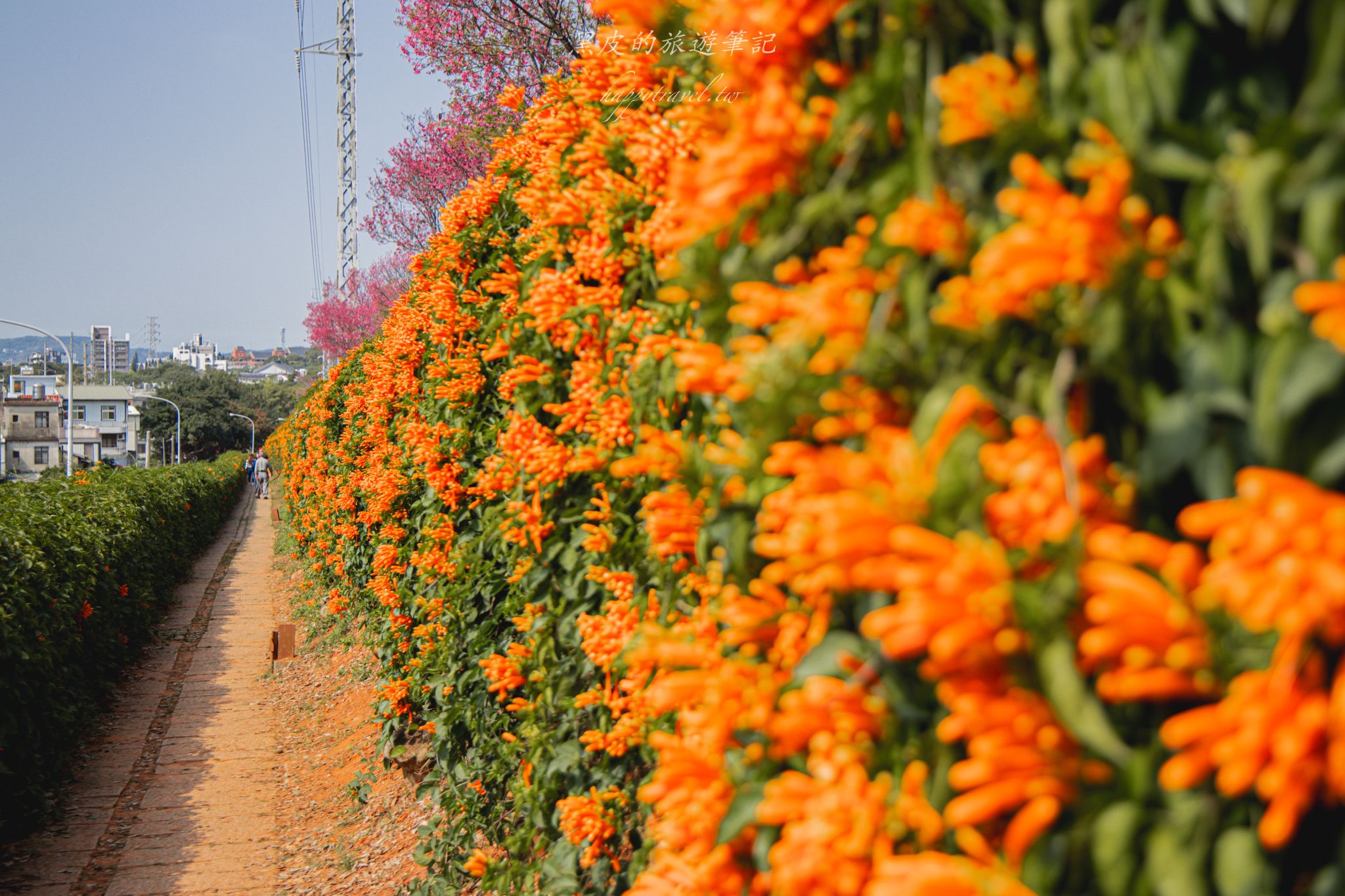 苗栗銅鑼環保公園-銅鑼炮仗花海公園|僅三百公尺的雙層炮仗花步道,二月底夢幻登場 9 苗栗銅鑼環保公園-銅鑼炮仗花海公園|僅三百公尺的雙層炮仗花步道,二月底夢幻登場