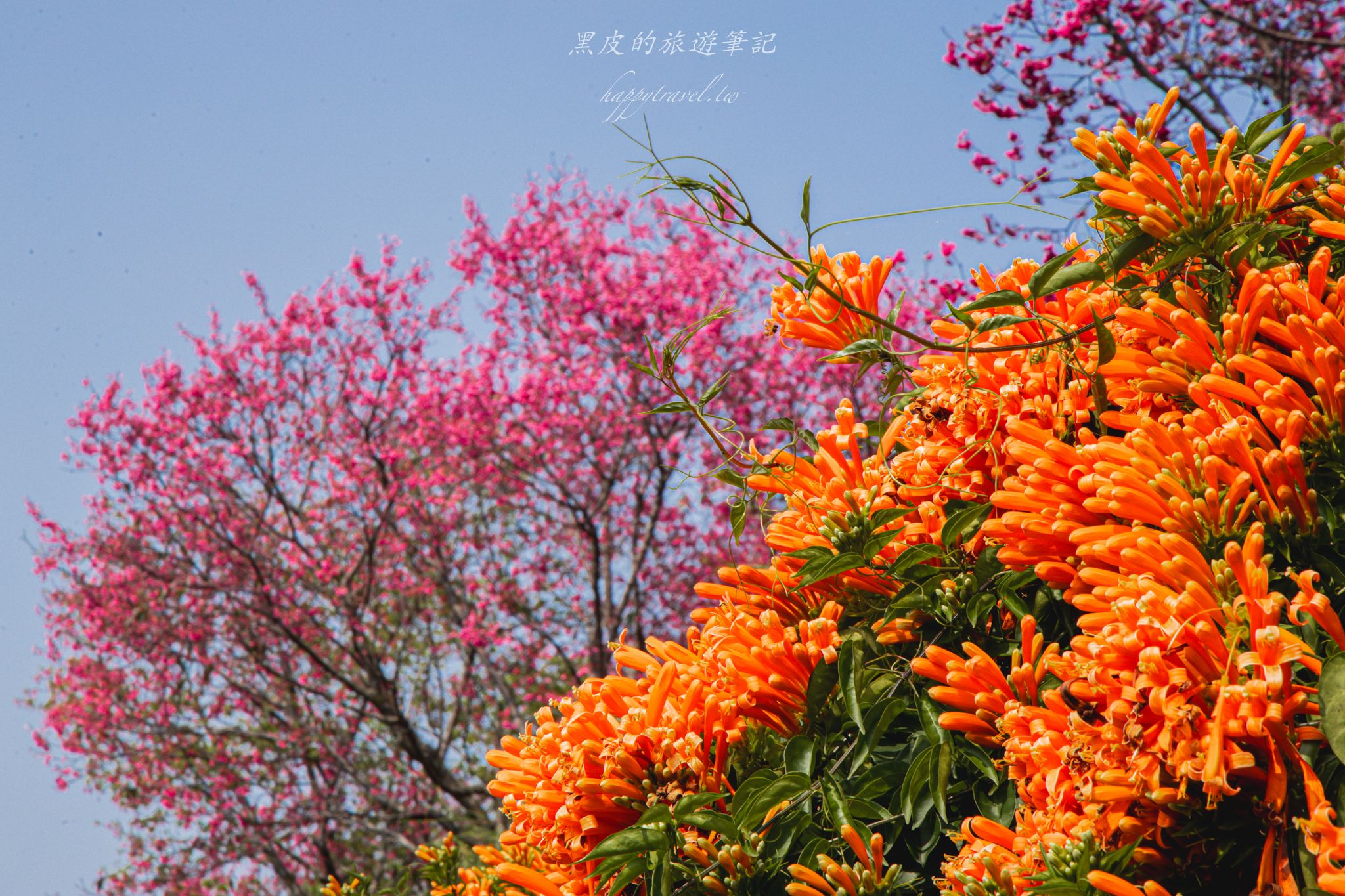 苗栗銅鑼環保公園-銅鑼炮仗花海公園|僅三百公尺的雙層炮仗花步道,二月底夢幻登場 10 苗栗銅鑼環保公園-銅鑼炮仗花海公園|僅三百公尺的雙層炮仗花步道,二月底夢幻登場