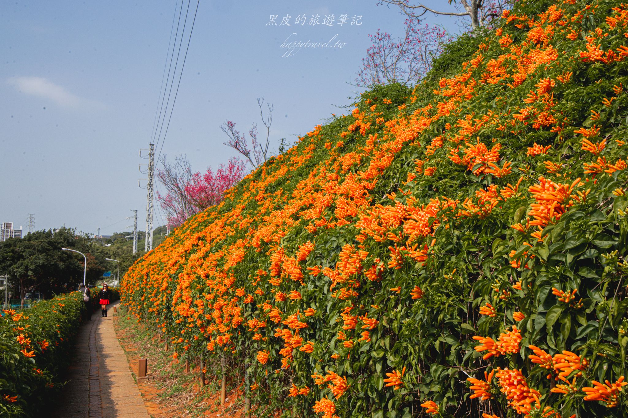 苗栗銅鑼環保公園-銅鑼炮仗花海公園|僅三百公尺的雙層炮仗花步道,二月底夢幻登場 3 苗栗銅鑼環保公園-銅鑼炮仗花海公園|僅三百公尺的雙層炮仗花步道,二月底夢幻登場