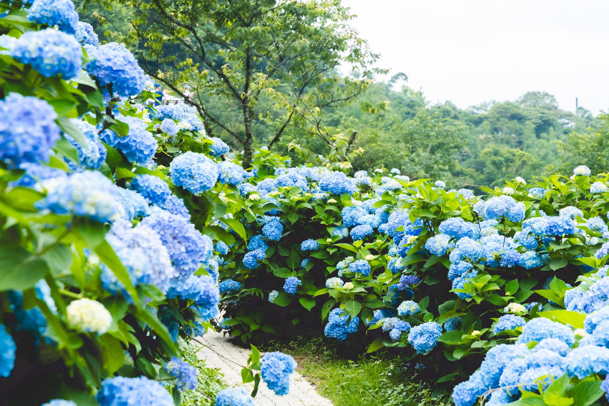 高家繡球花第三園區|2025全台最大繡球花田,佔地八千多坪簡直超夢幻。高家繡球花門票 37 高家繡球花第三園區