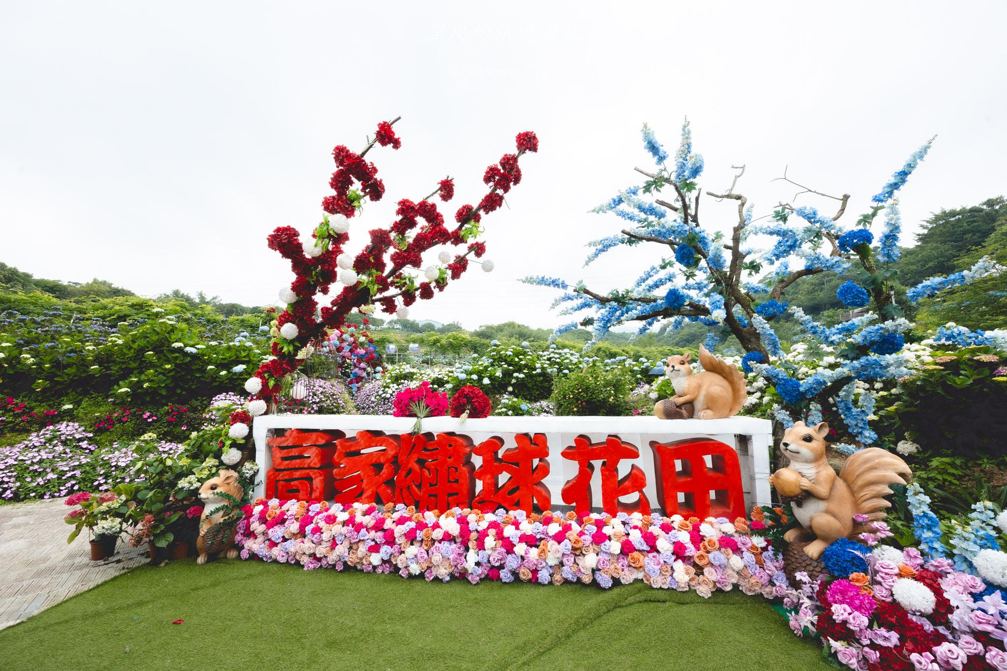高家繡球花第三園區|2025全台最大繡球花田,佔地八千多坪簡直超夢幻。高家繡球花門票 29 高家繡球花第三園區