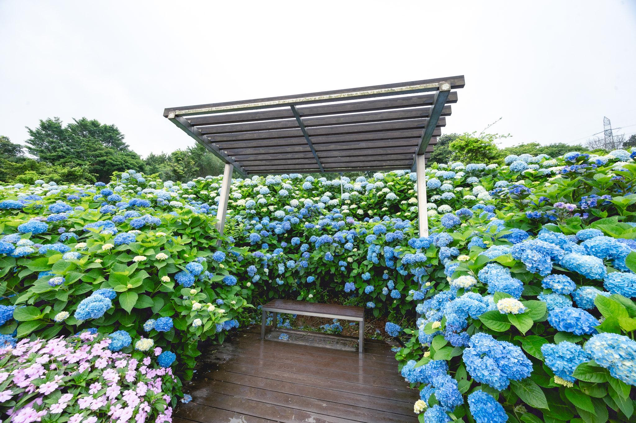 高家繡球花第三園區|2025全台最大繡球花田,佔地八千多坪簡直超夢幻。高家繡球花門票 43 高家繡球花第三園區