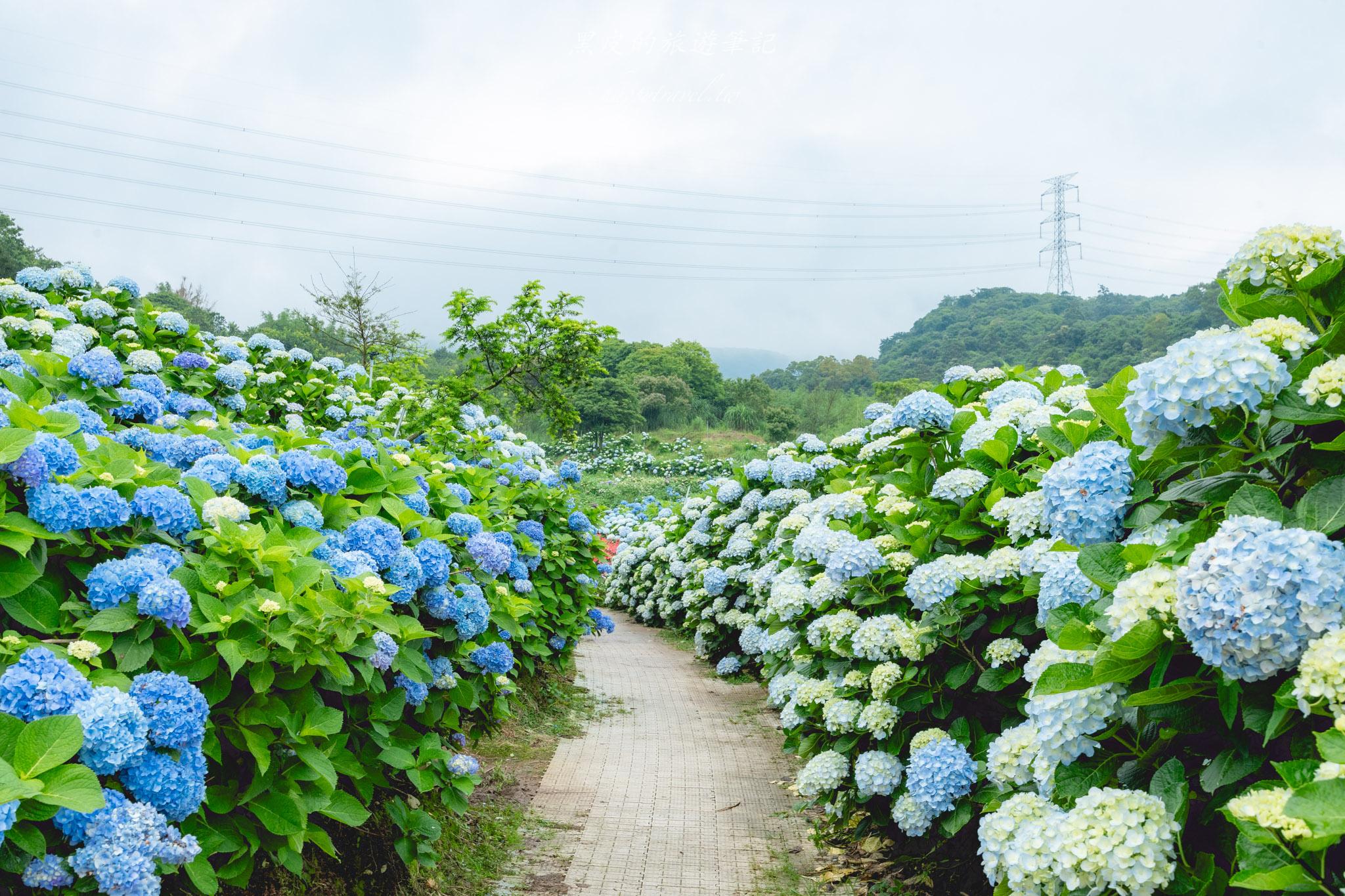 高家繡球花第三園區|2025全台最大繡球花田,佔地八千多坪簡直超夢幻。高家繡球花門票 35 高家繡球花第三園區