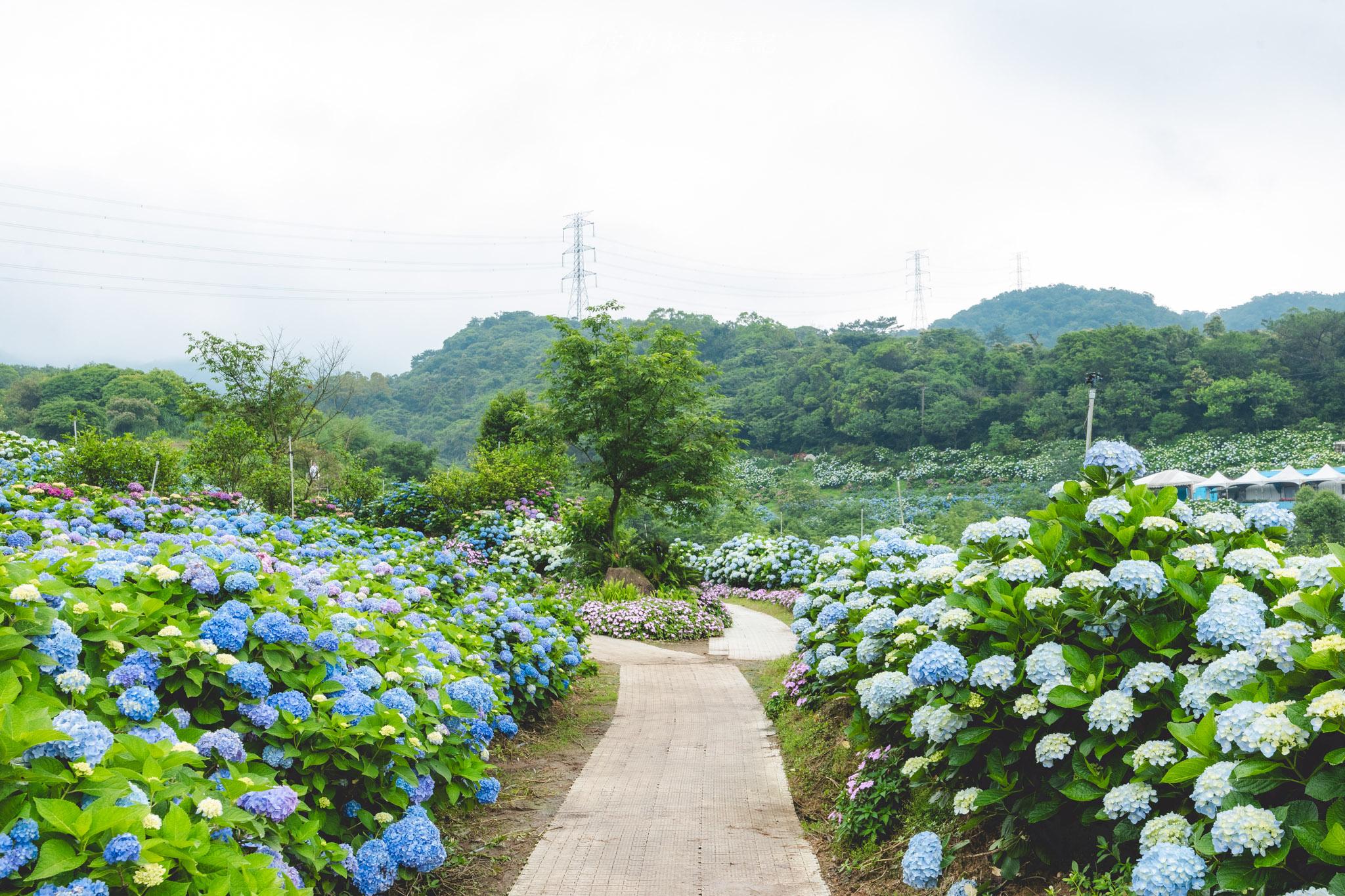 高家繡球花第三園區|2025全台最大繡球花田,佔地八千多坪簡直超夢幻。高家繡球花門票 27 高家繡球花第三園區